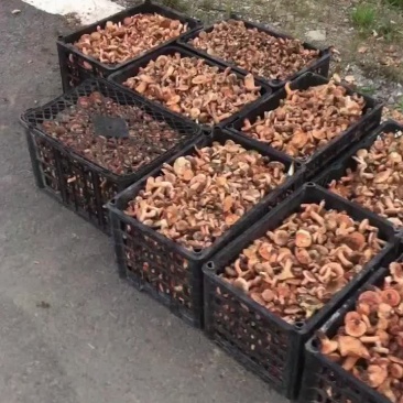 野生谷熟菌
