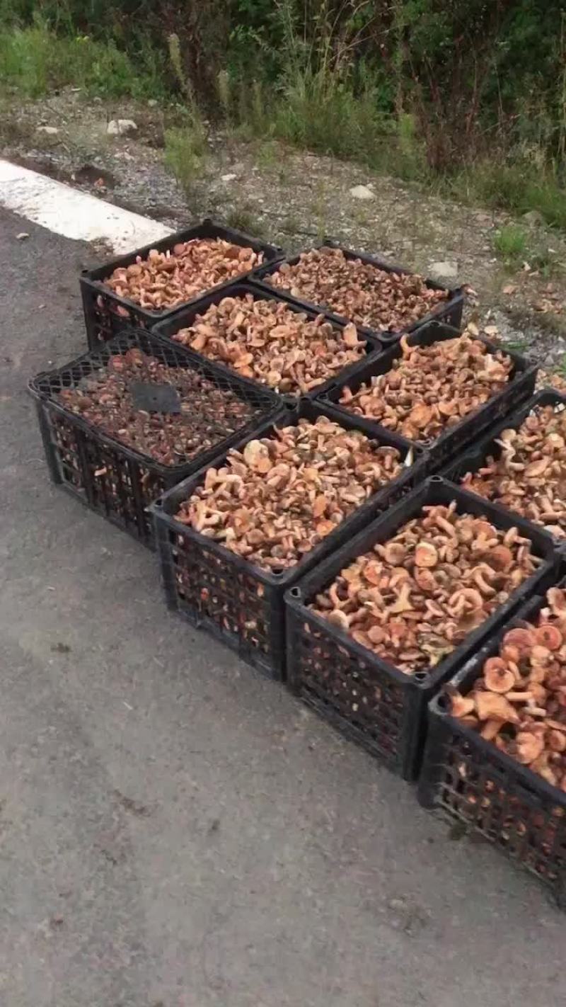 野生谷熟菌