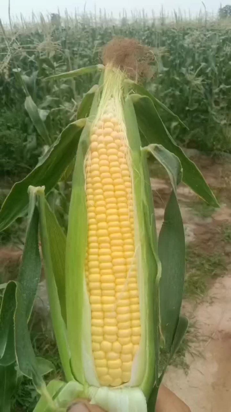 鲜玉米