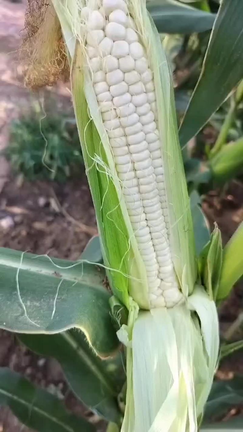 鲜玉米