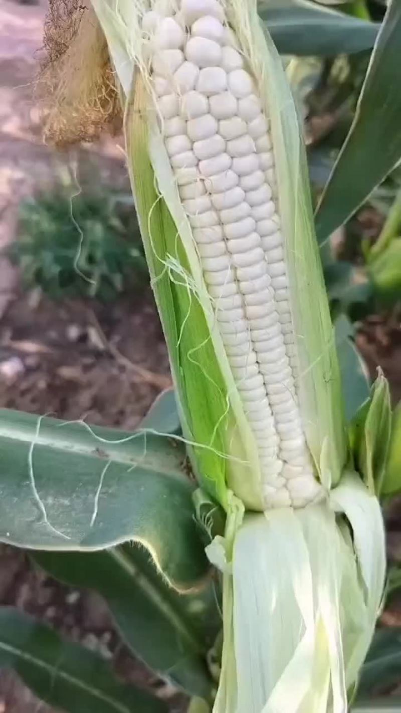 鲜玉米