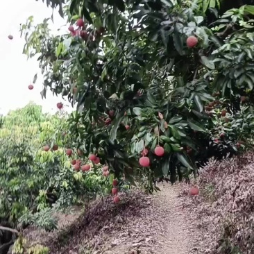 沥林桂味荔枝