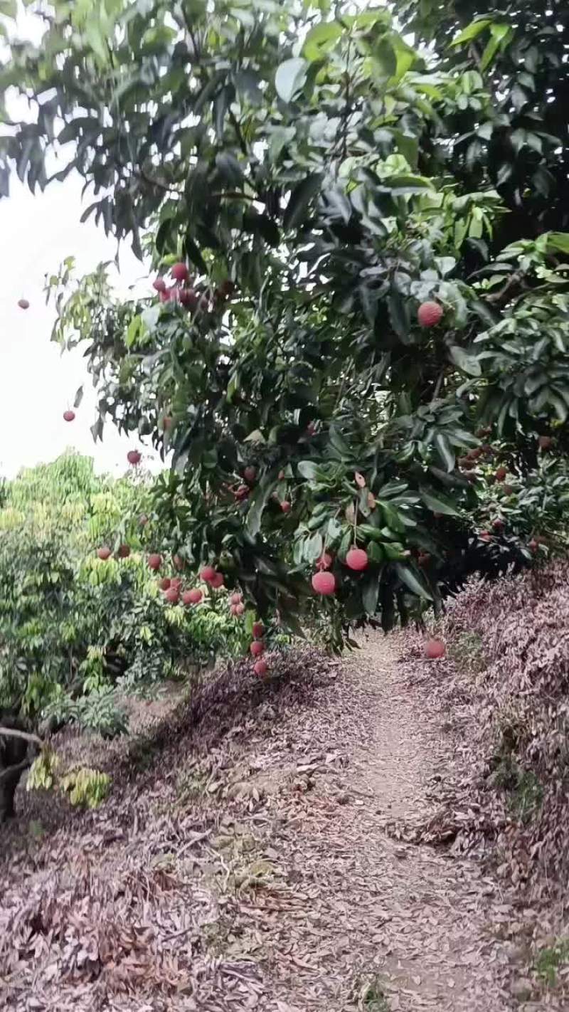 沥林桂味荔枝