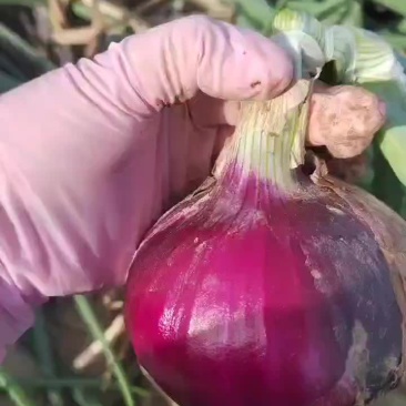 二红洋葱