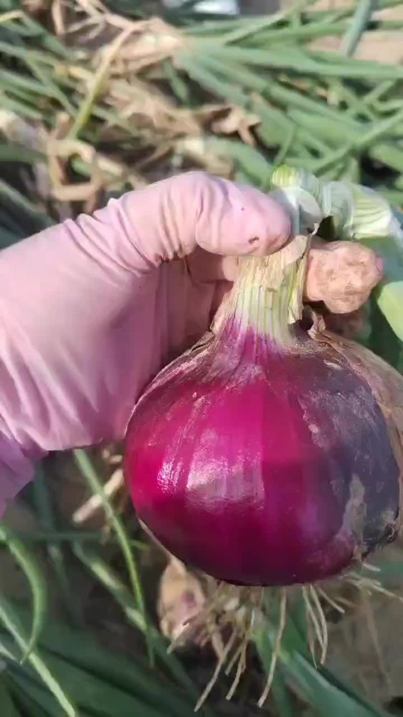 二红洋葱