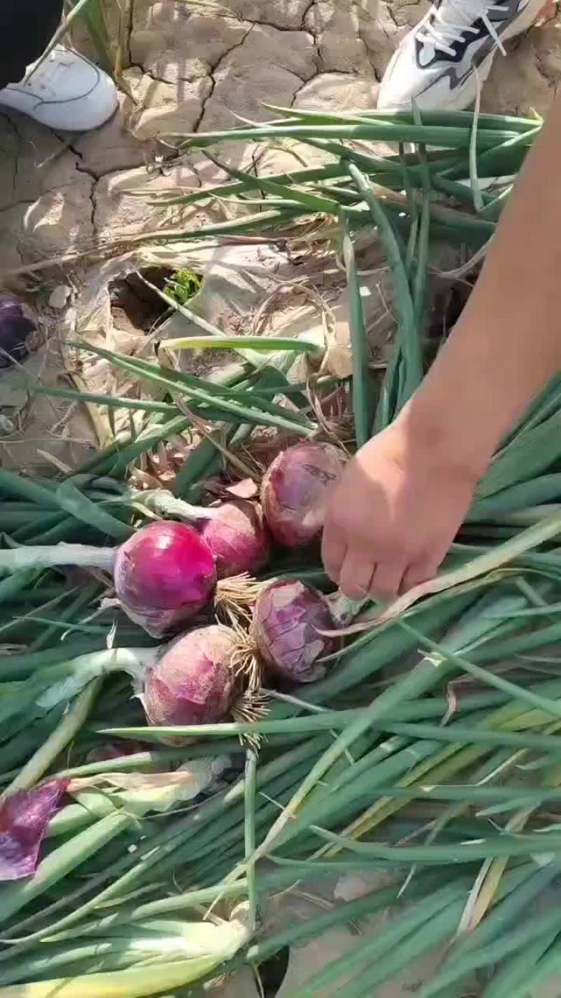 二红洋葱