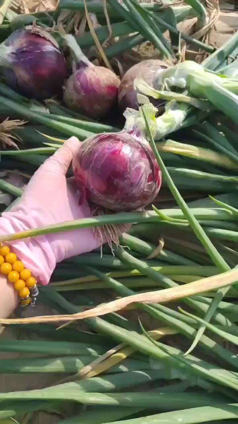 二红洋葱