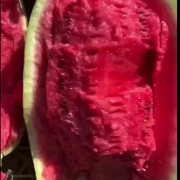 新疆哈密西瓜