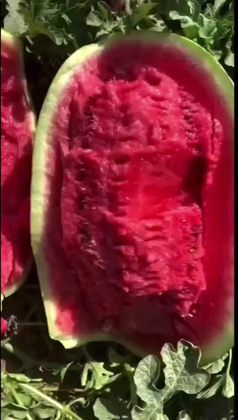 新疆哈密西瓜