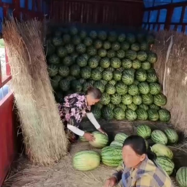 砂瓜