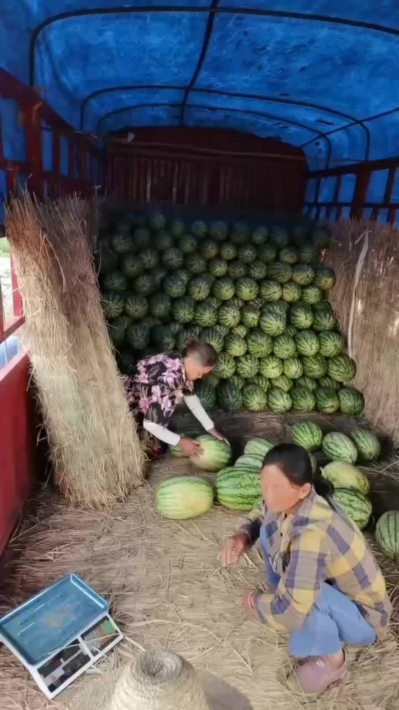 砂瓜