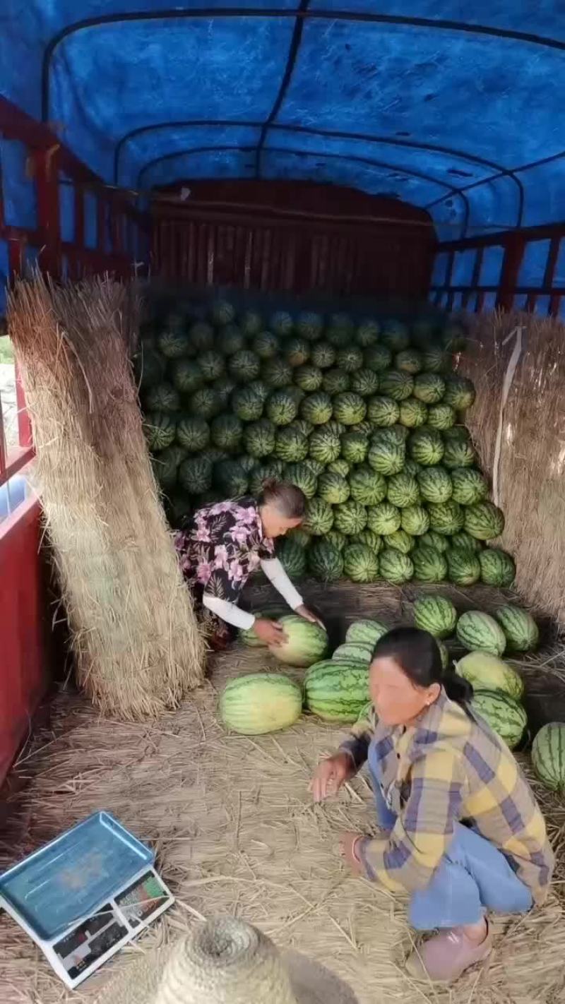 砂瓜