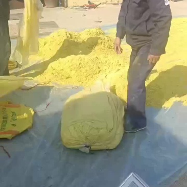东北蒲黄