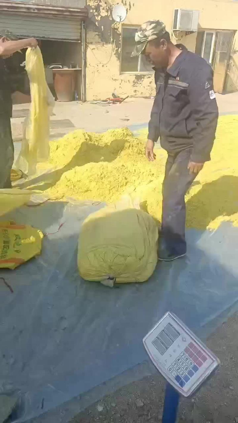东北蒲黄
