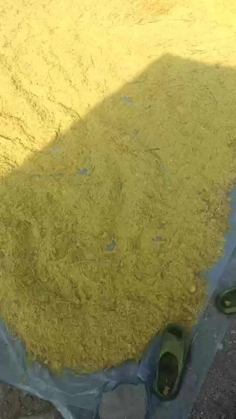 东北蒲黄