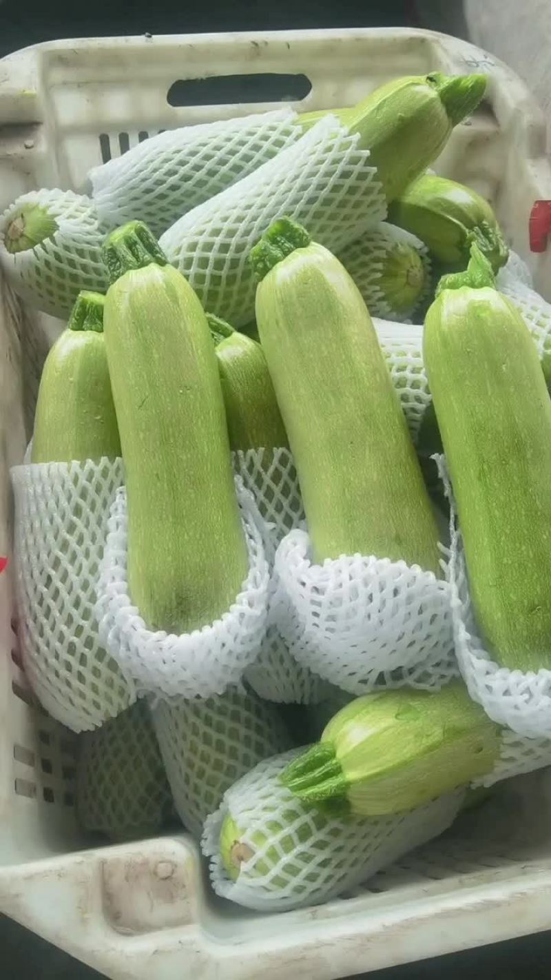 精品绿西葫芦
