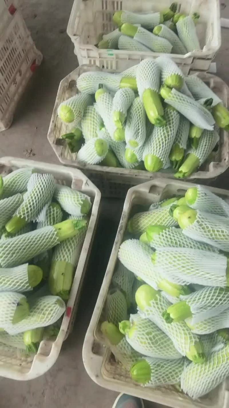 精品绿西葫芦