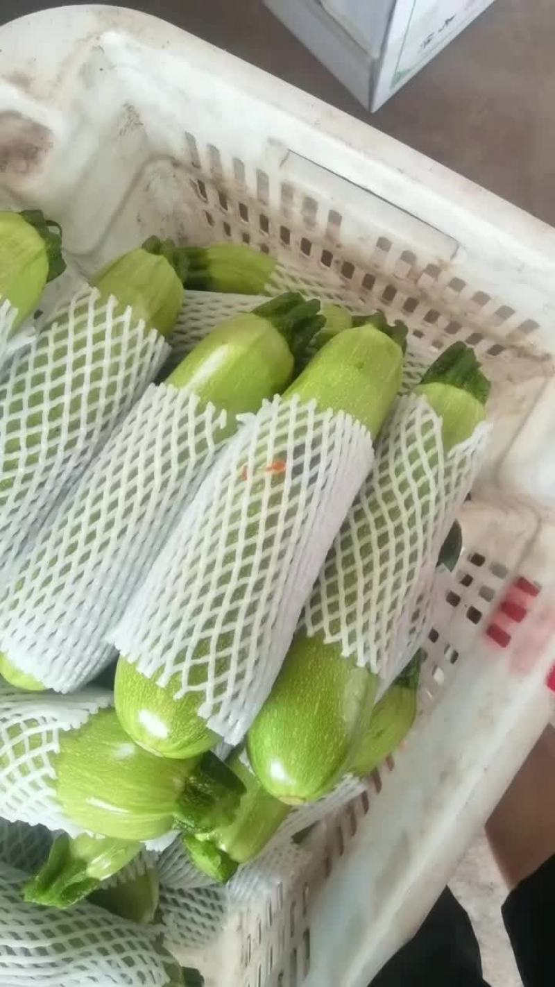 精品绿西葫芦