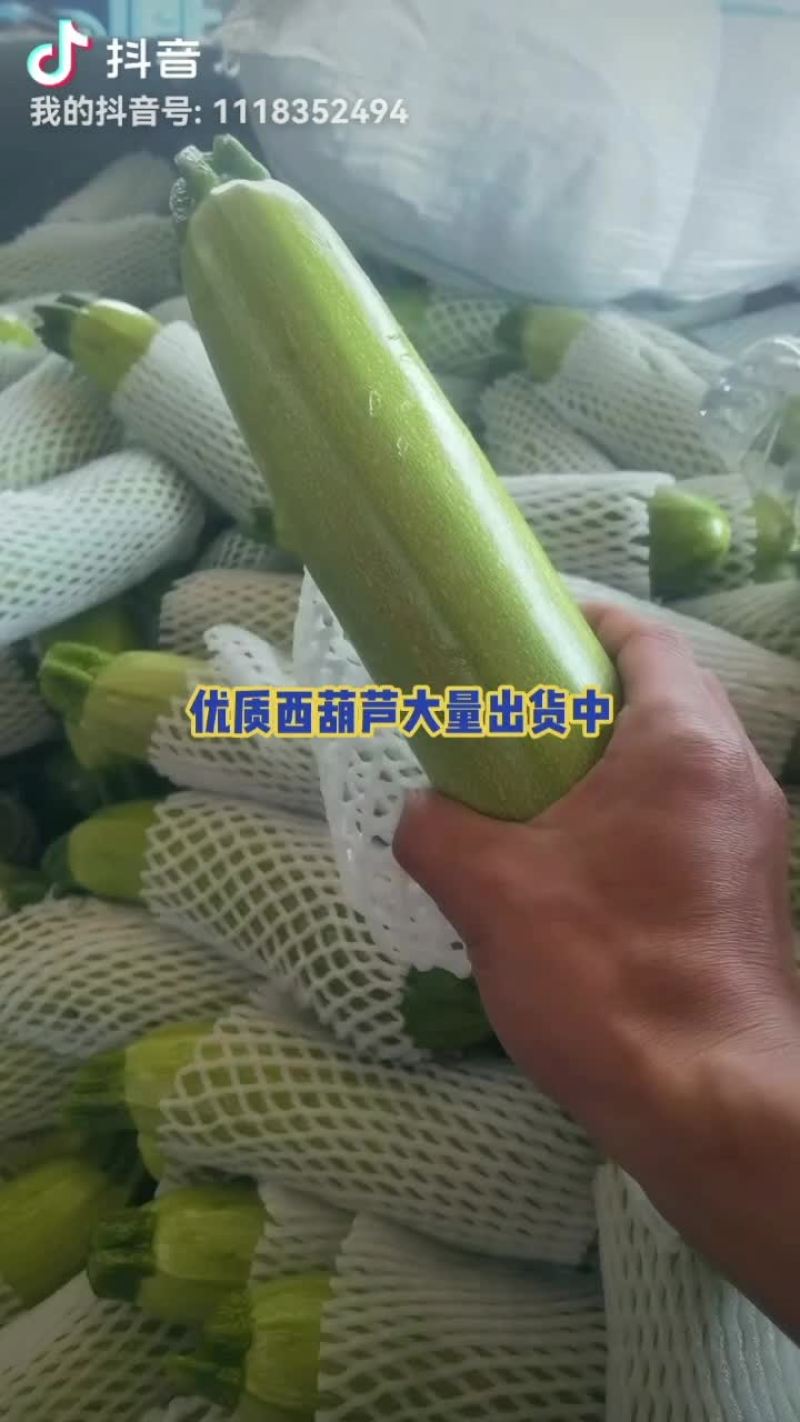 精品绿西葫芦