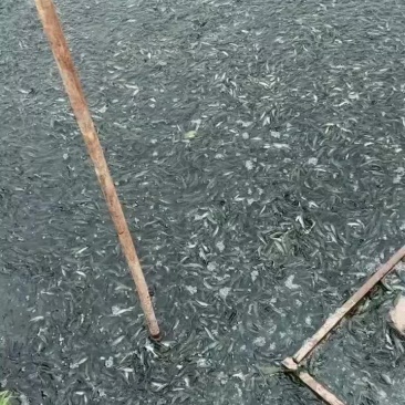 大量出售本地黑鱼苗