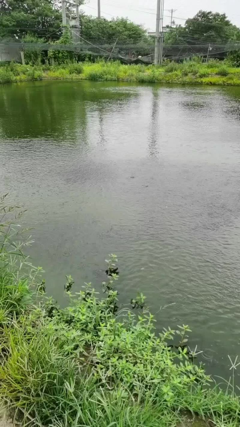 大量出售本地黑鱼苗