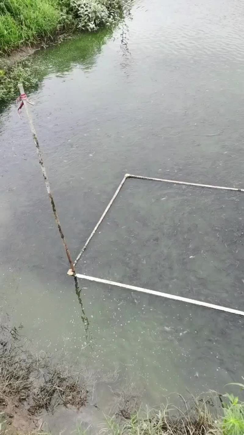 大量出售本地黑鱼苗