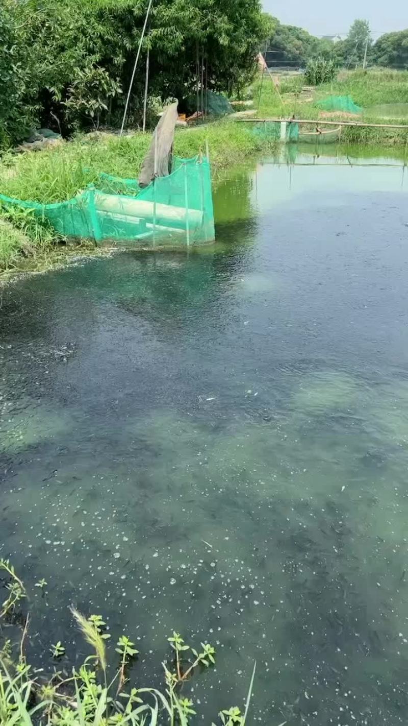 大量出售本地黑鱼苗