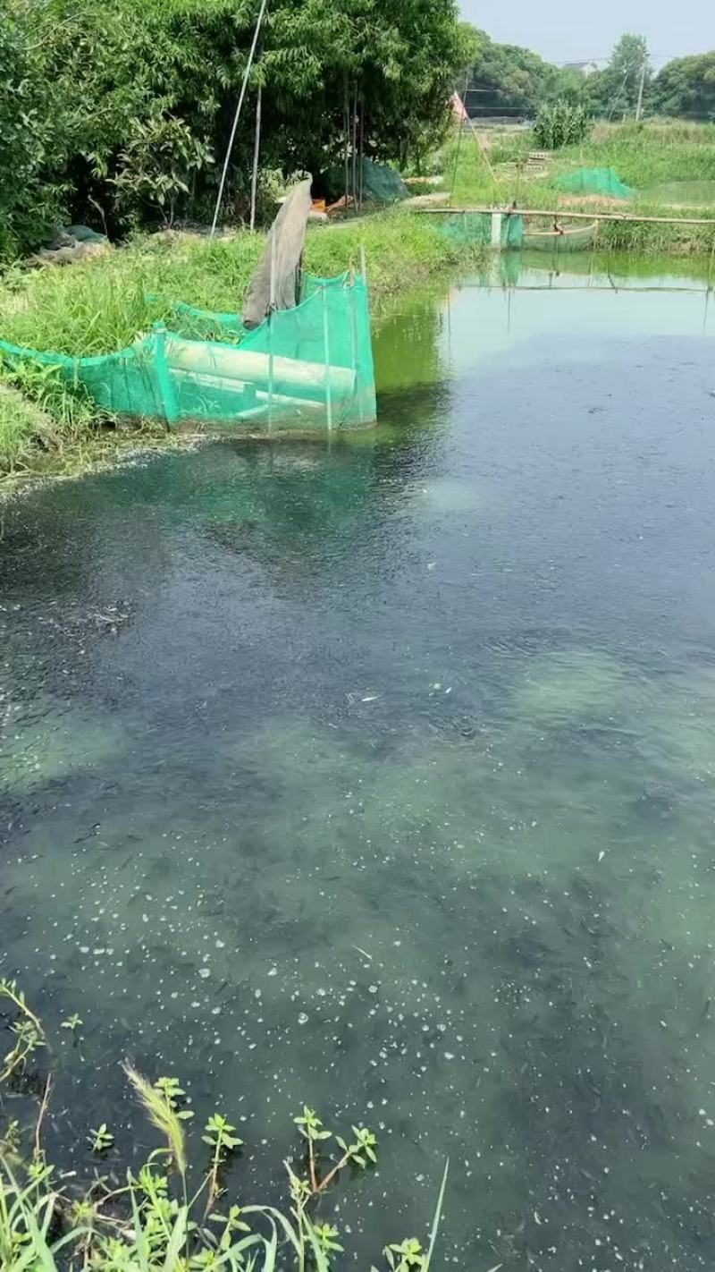 大量出售本地黑鱼苗