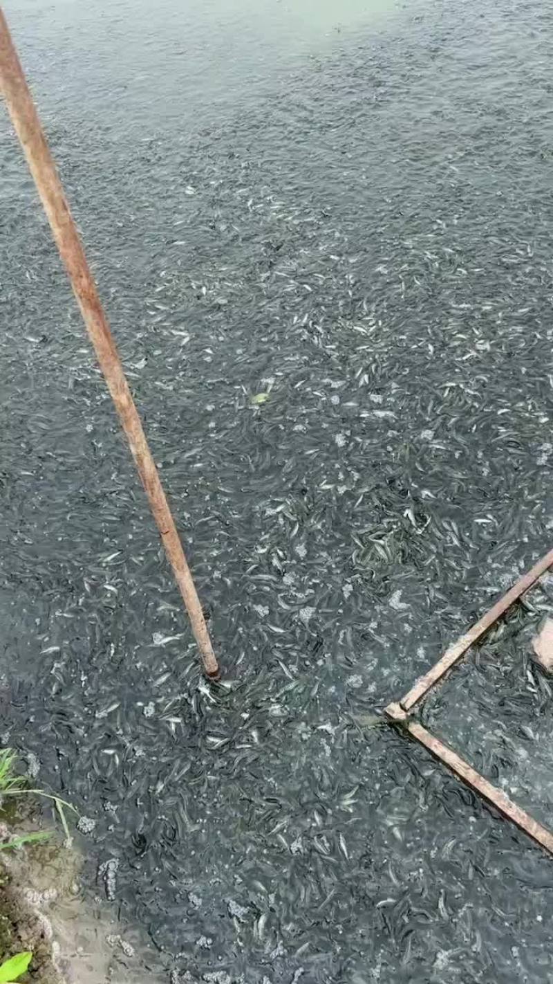 大量出售本地黑鱼苗