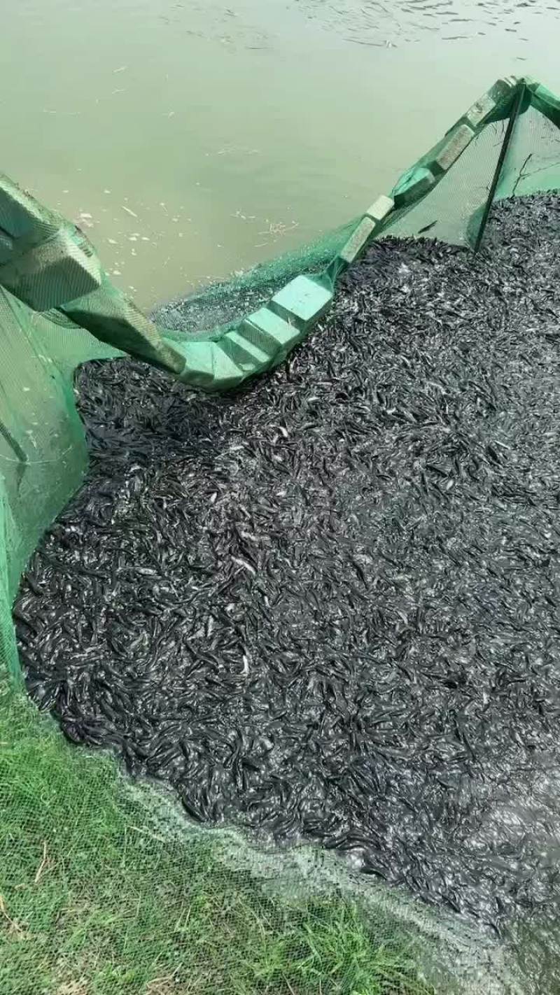 大量出售本地黑鱼苗