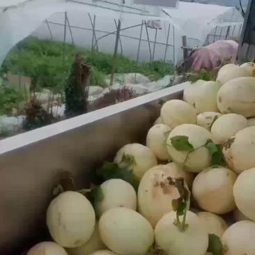 东方蜜价格便宜。现在沒有质量。讲价沒有用0.5
