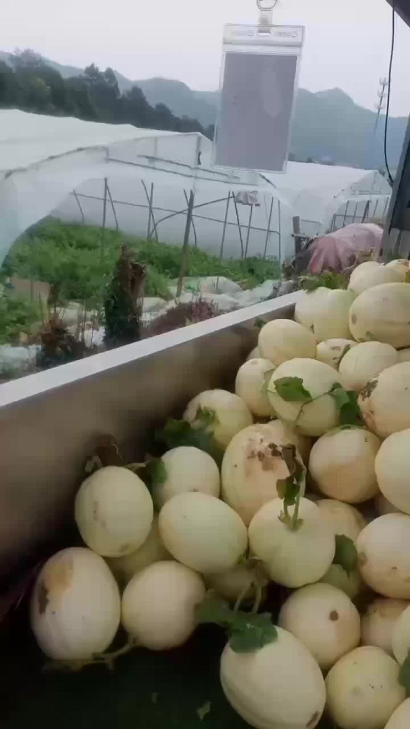 东方蜜价格便宜。现在沒有质量。讲价沒有用0.5