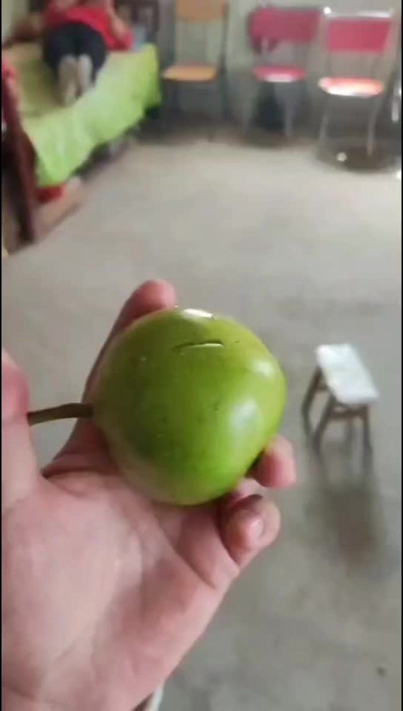 早酥梨一件代发