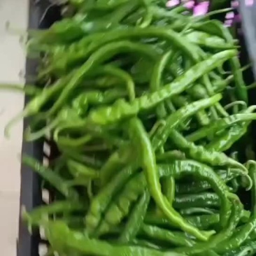 贵州青辣椒
