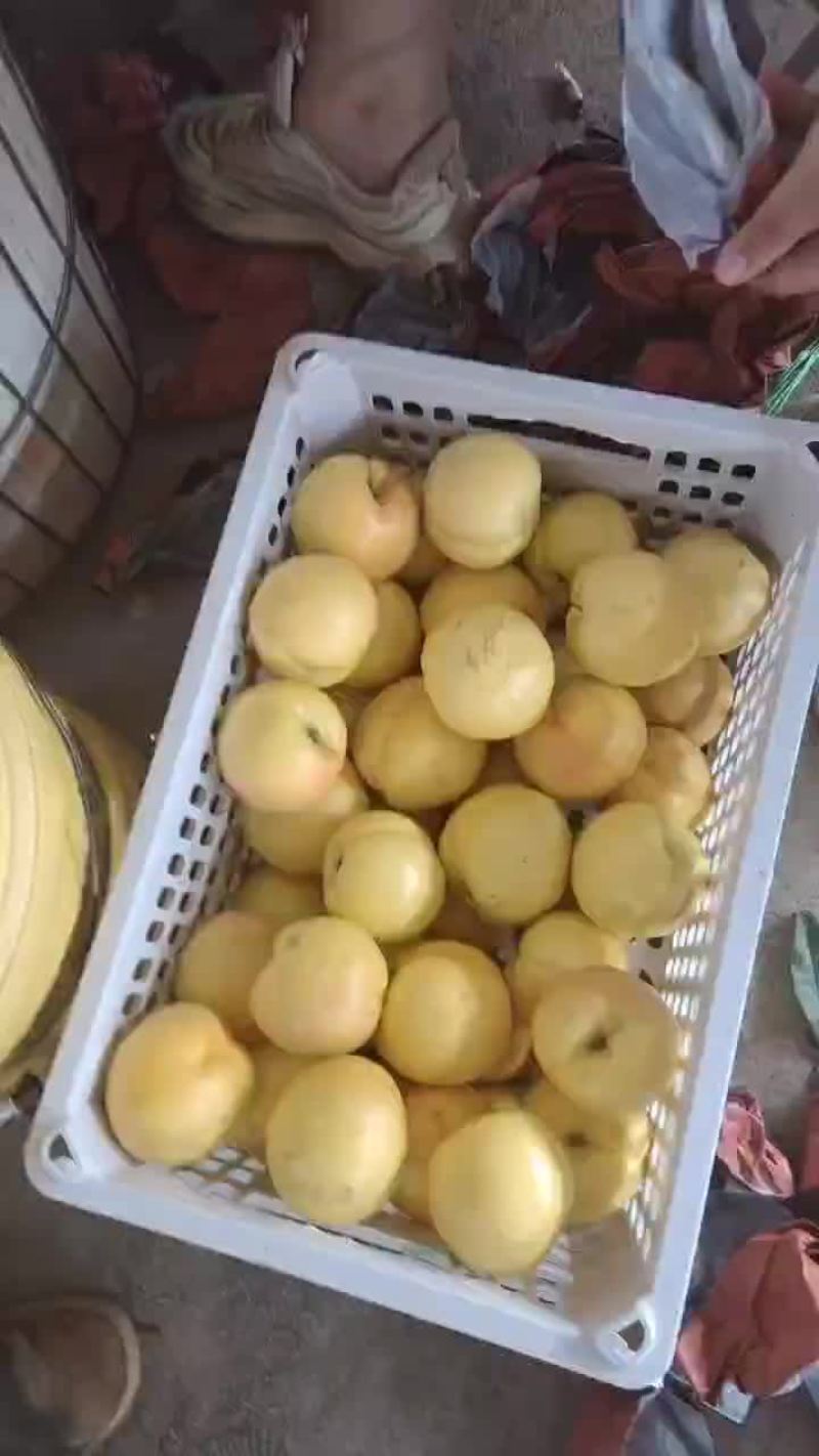 48油桃开始下树