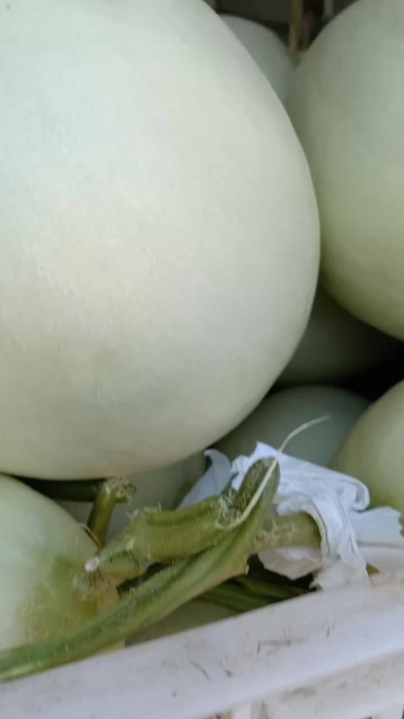 自己家种的久红瑞，玉姑头茬瓜，嘎嘎甜。赶集货7000斤