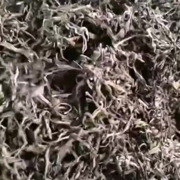 中缅边境古树茶