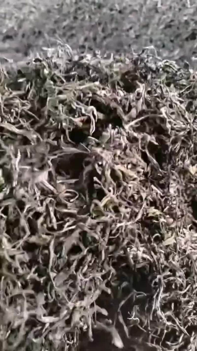 中缅边境古树茶