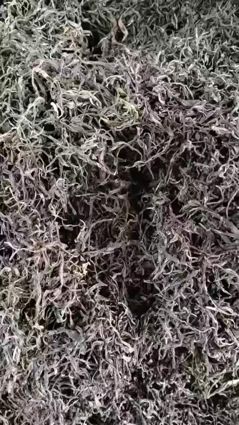 中缅边境古树茶