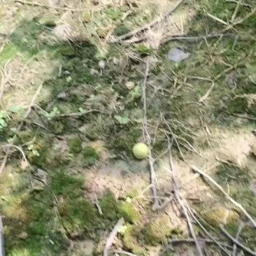 代办湖南产区翠冠梨即将大量上市有需要的老板欢迎联系咨询