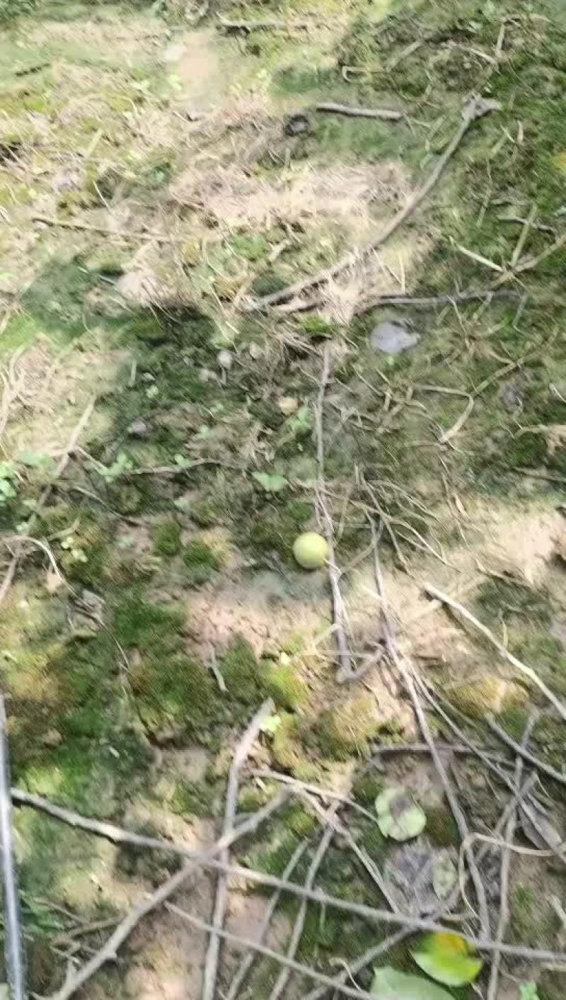 代办湖南产区翠冠梨即将大量上市有需要的老板欢迎联系咨询
