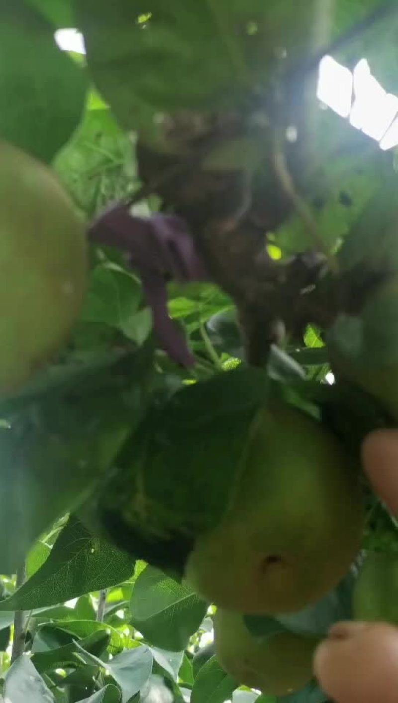 代办湖南产区翠冠梨即将大量上市有需要的老板欢迎联系咨询
