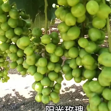 阳光玫瑰，