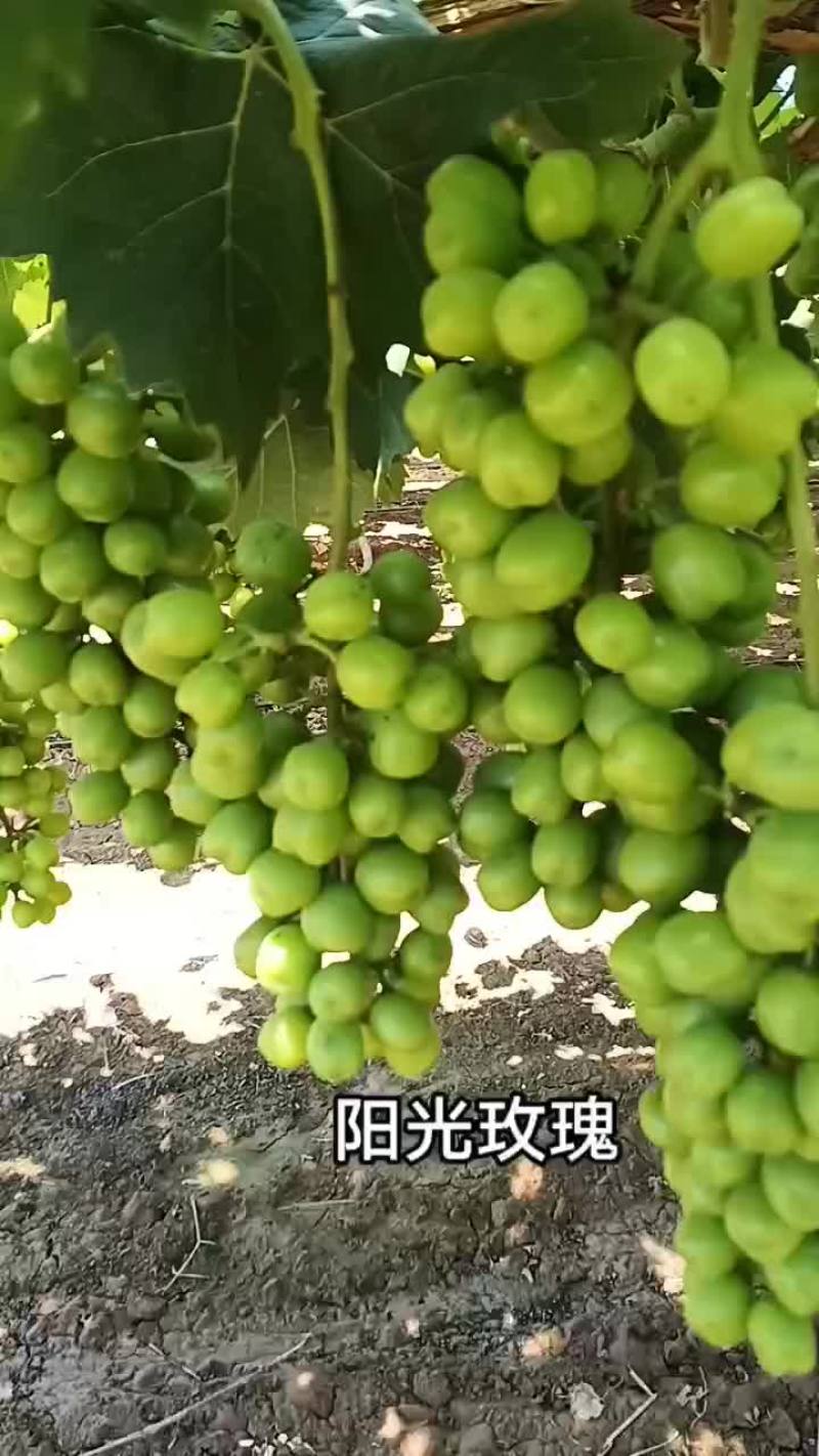 阳光玫瑰，