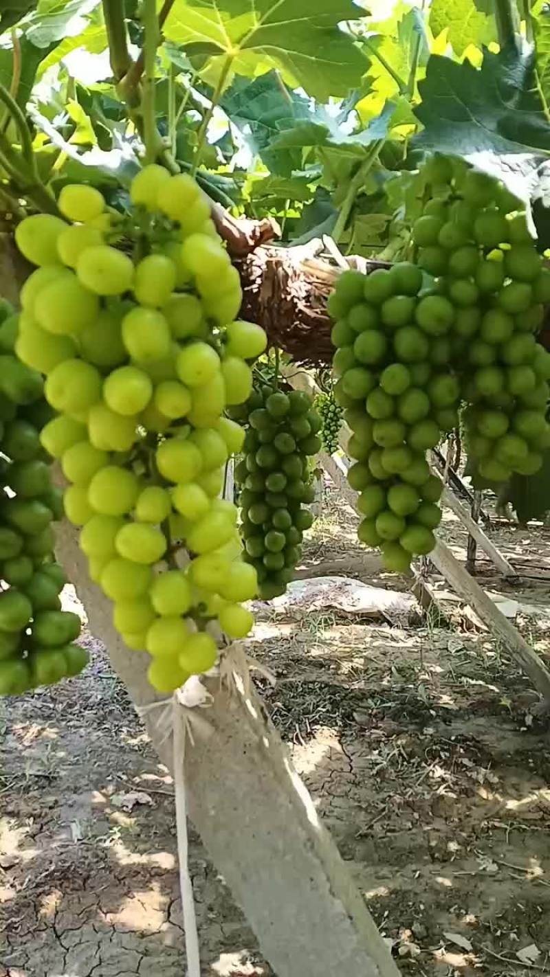 阳光玫瑰，