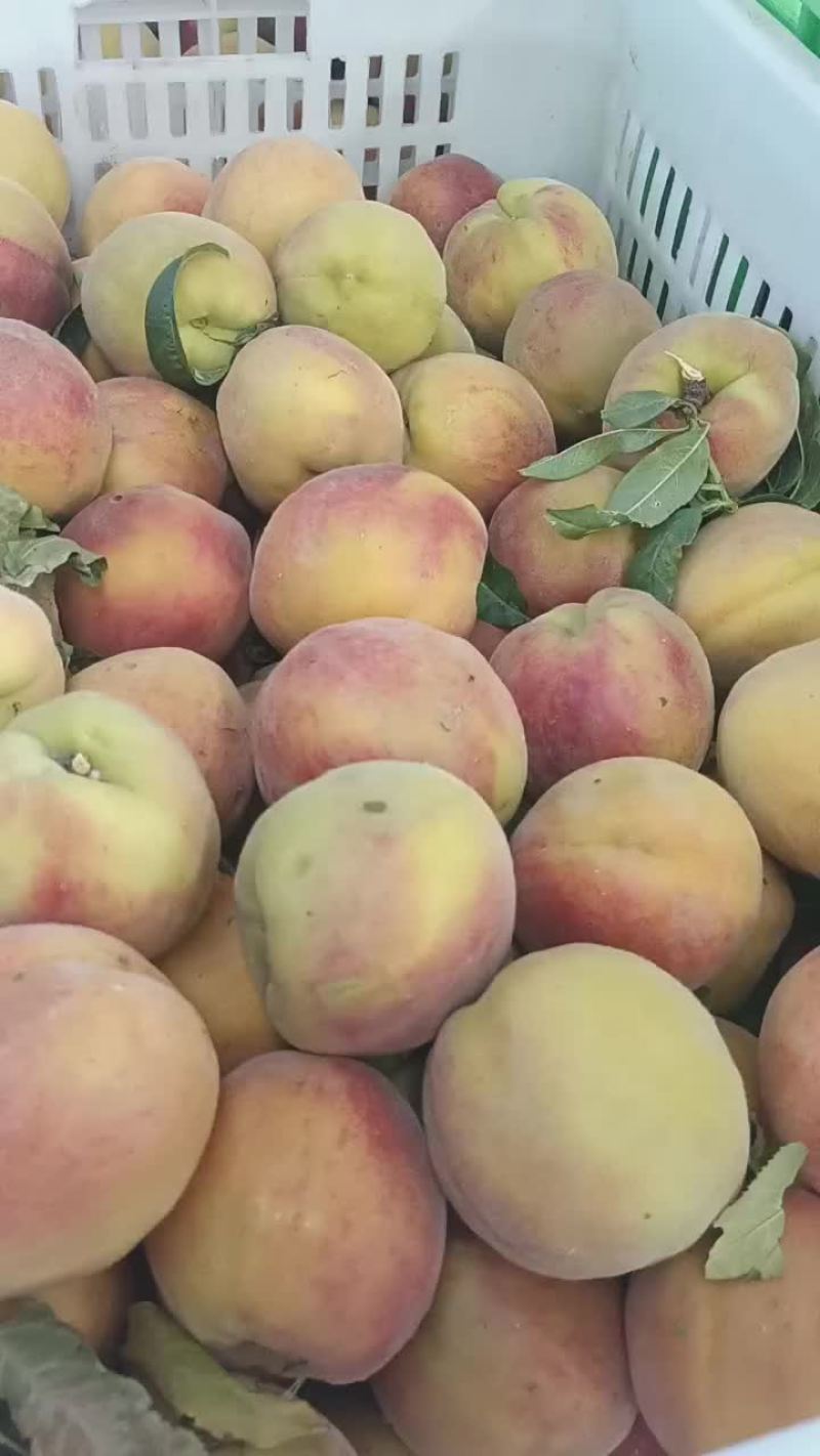 桃