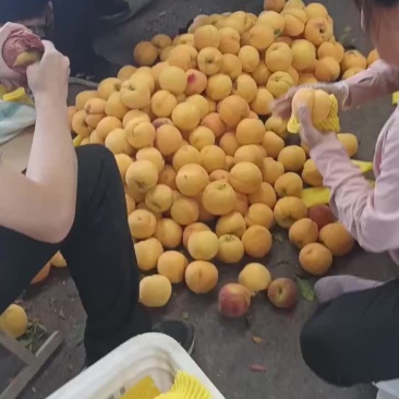 桃