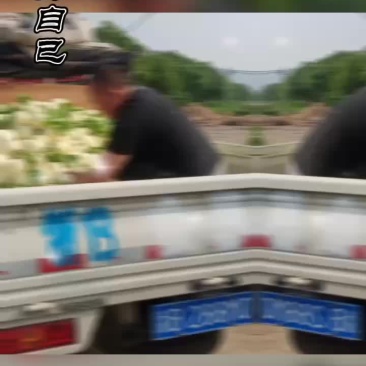东方蜜和夏黑葡萄讲价沒有用要质量好可以