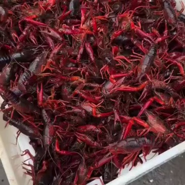 小龙虾，大闸蟹