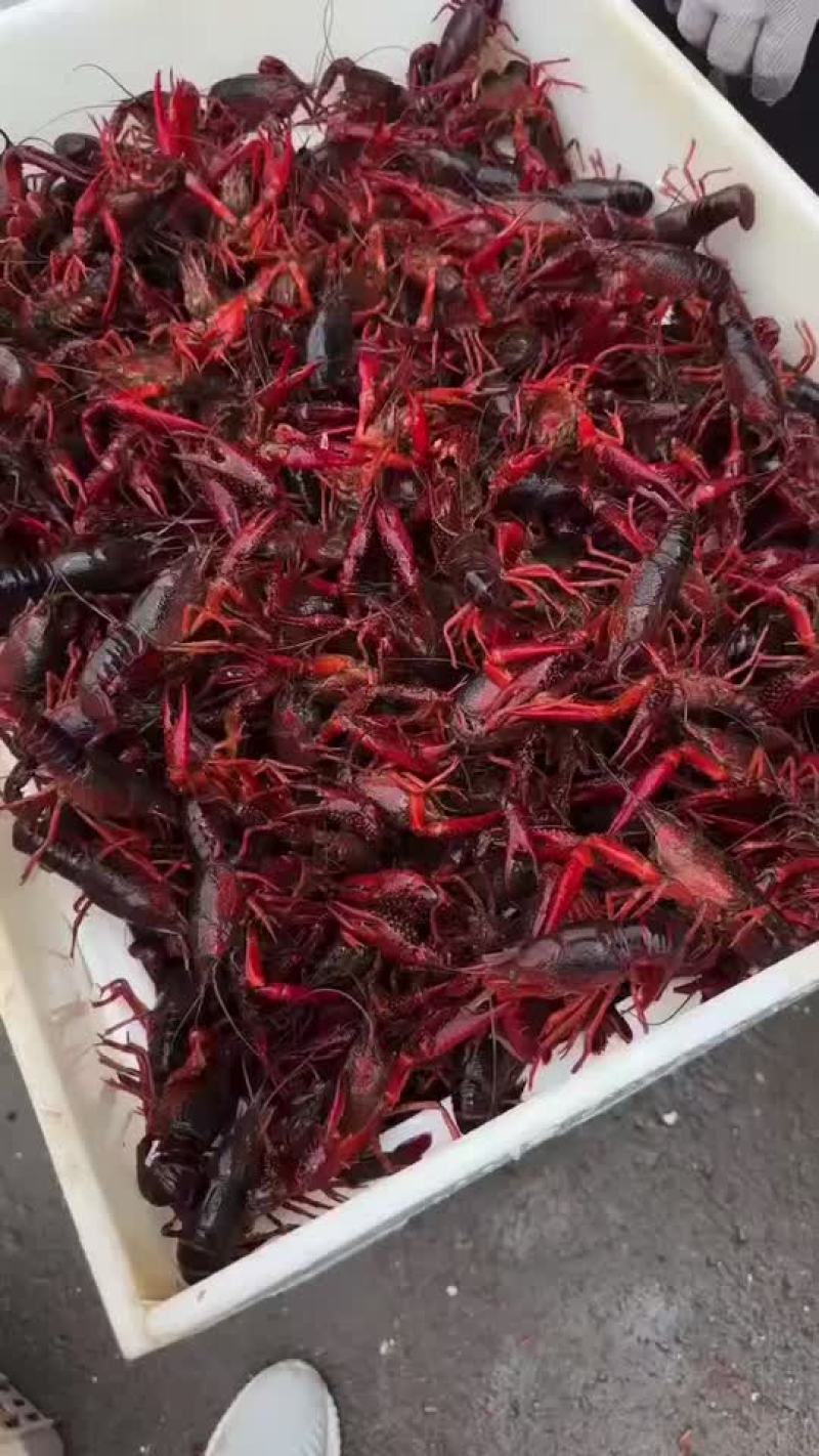 小龙虾，大闸蟹